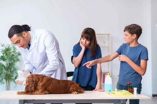 Dyrlæge undersøger golden retriever hund i klinikken - Stock-foto