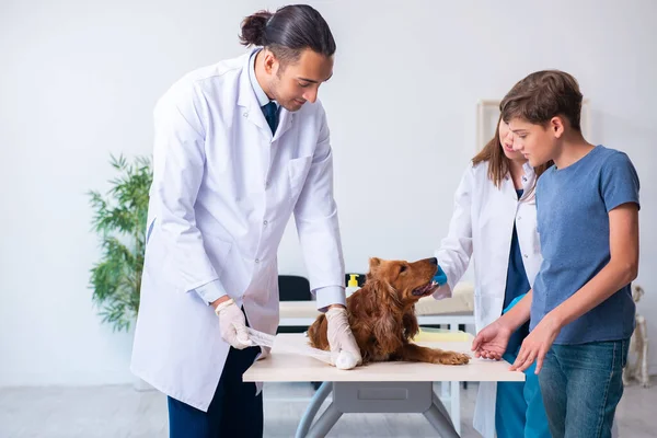 Vet doctor examining golden retriever dog in clinic