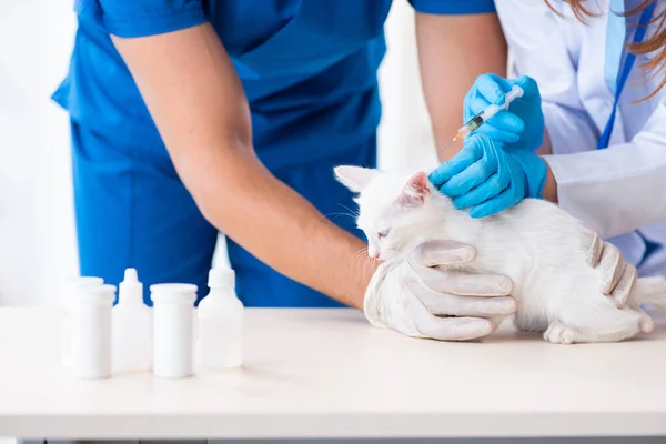Dos médicos veterinarios jóvenes examinando gato enfermo — Foto de Stock