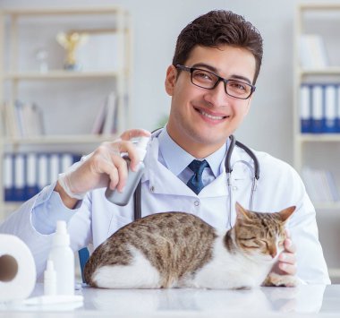 Kedi muayenesi için veteriner.