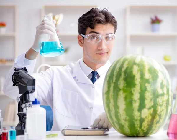 Científico probando sandía en laboratorio —  Fotos de Stock