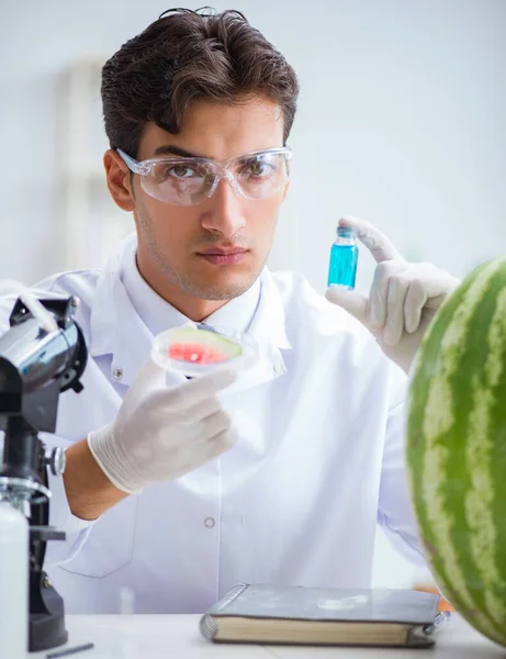 Cientista que testa melancia em laboratório — Fotografia de Stock