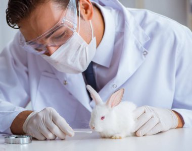 Hayvan hastanesinde tavşanı muayene eden veteriner.