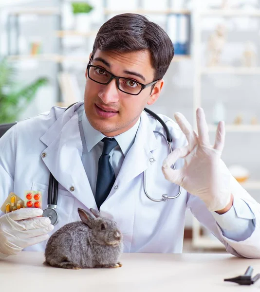Veterinární lékař kontroluje králíka na klinice — Stock fotografie