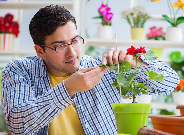 Jeune homme fleuriste travaillant dans un magasin de fleurs — Photo
