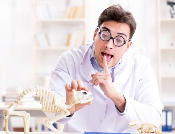 Zabawny szalony student lekarz studiuje szkielet zwierząt — Zdjęcie stockowe