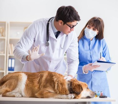 Doktor ve asistan veterinerdeki golden retriever köpeğini kontrol ediyor.