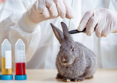Veteriner doktor kliniğinde tavşanı kontrol ediyor.