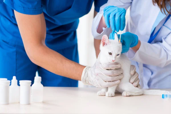 Two young vet doctors examining sick cat