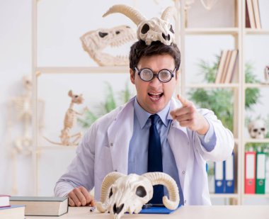 Komik çılgın profesör hayvan iskeletlerini inceliyor.