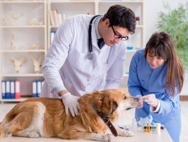 Doktor ve asistan veterinerdeki golden retriever köpeğini kontrol ediyor.