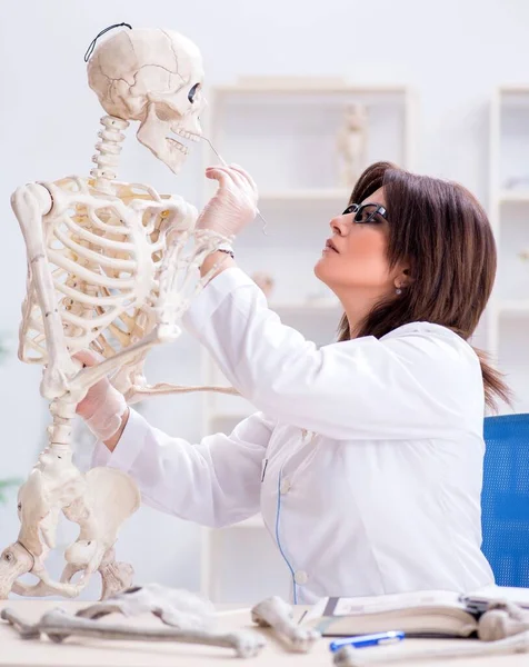 Врач, работающий в лаборатории по скелету — стоковое фото