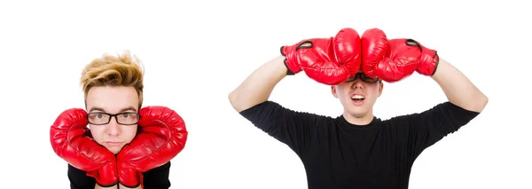 Boxer engraçado isolado no fundo branco — Fotografia de Stock