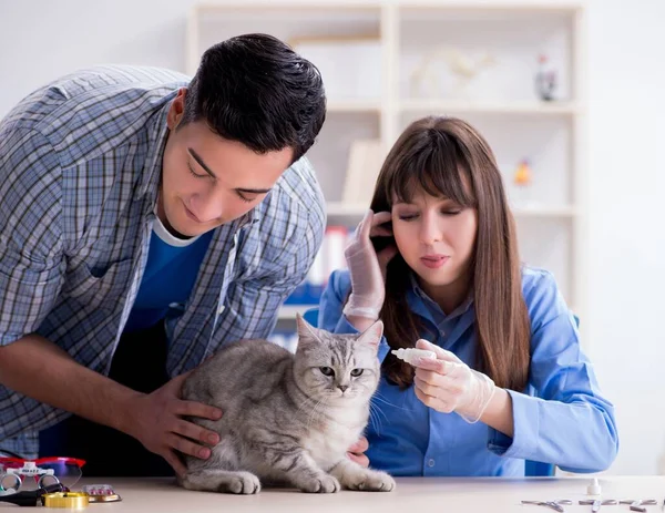 Kot badany w klinice weterynaryjnej — Zdjęcie stockowe