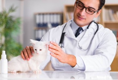 Beyaz yavru kedi kadar onay için veteriner ziyaret