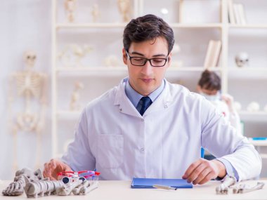 Profesör laboratuvarda insan iskeletini inceliyor.