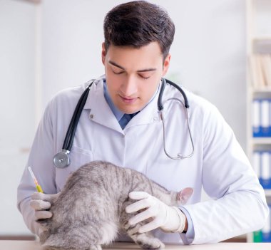 Veteriner hasta kediyi hastanede muayene ediyor.