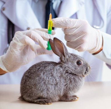 Veteriner doktor kliniğinde tavşanı kontrol ediyor.