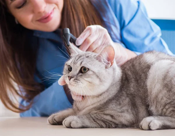 Cat wordt onderzocht in dierenarts kliniek — Stockfoto