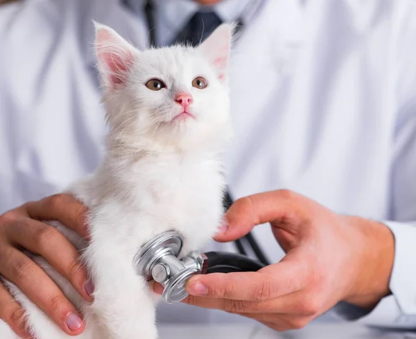 白い子猫をチェックのための獣医を訪問 — ストック写真