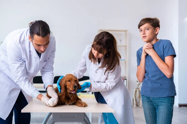 Dierenarts onderzoekt golden retriever hond in kliniek — Stockfoto