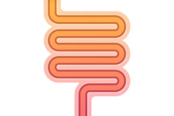 Illustration schématique des intestins humains — Photo