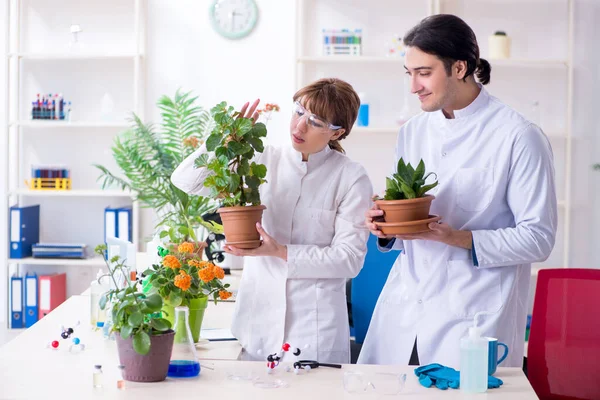 Dos jóvenes botánicos trabajando en el laboratorio —  Fotos de Stock