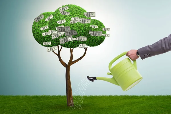 Бизнесмен поливает денежное дерево в инвестиционной концепции — стоковое фото