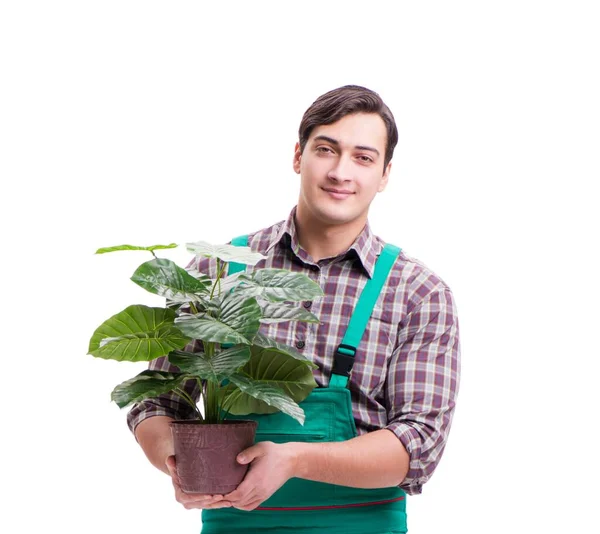 Hombre joven jardinero aislado en blanco — Foto de Stock