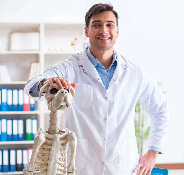 Doctor vet practicing on dog skeleton — Stock Photo, Image