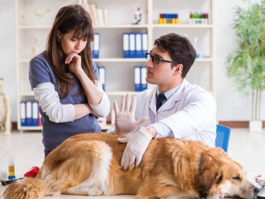 Doktor ve asistan veterinerdeki golden retriever köpeğini kontrol ediyor.