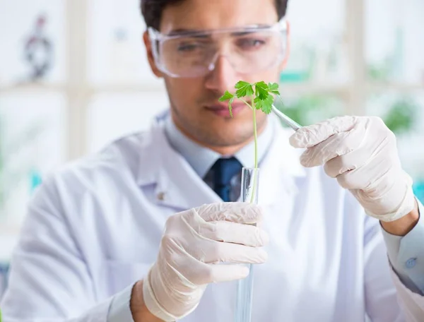 Αρσενικός βιοχημικός που εργάζεται στο εργαστήριο για τα φυτά — Φωτογραφία Αρχείου