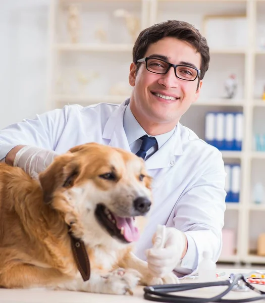 Läkare undersöker golden retriever hund på veterinärkliniken — Stockfoto
