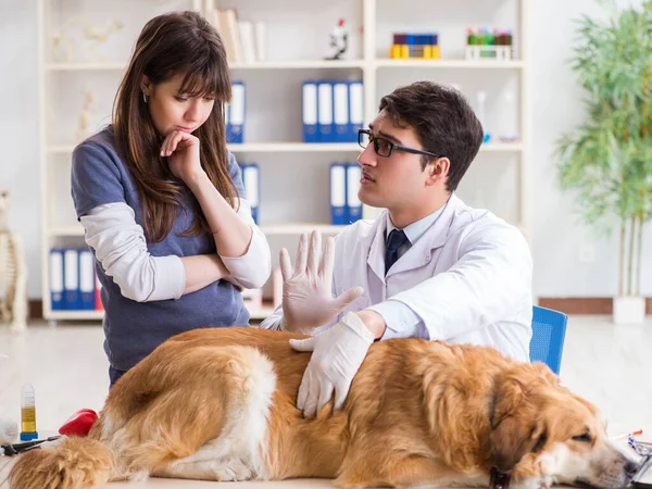 Dokter en assistent controleren gouden retriever hond in de dierenarts cli — Stockfoto