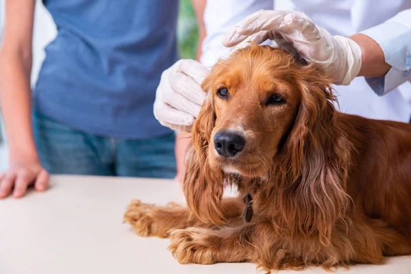 Врач-ветеринар осматривает собаку-ретривера в клинике — стоковое фото