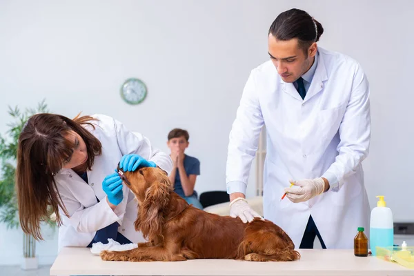 診療所でゴールデンレトリバー犬を調べるvet医師 — ストック写真