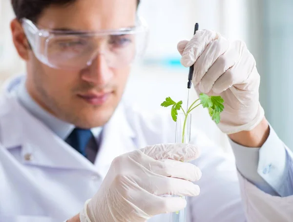 在植物实验室工作的男性生物化学家 — 图库照片