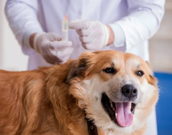 Médico examinando cão golden retriever na clínica veterinária — Fotografia de Stock
