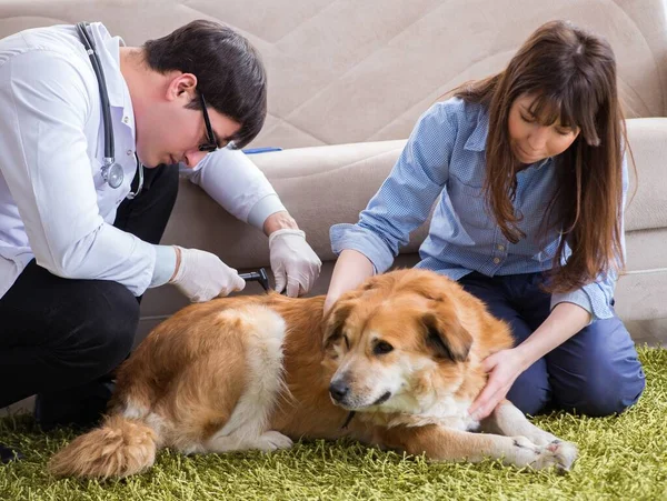 Tierarzt besucht Golden Retriever-Hund zu Hause — Stockfoto