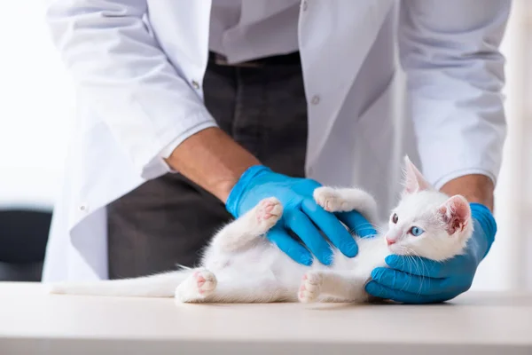 Genç erkek doktor hasta kediyi muayene ediyor. — Stok fotoğraf