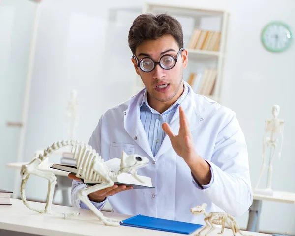Αστείος τρελός φοιτητής γιατρός σπουδάζει σκελετό ζώων — Φωτογραφία Αρχείου