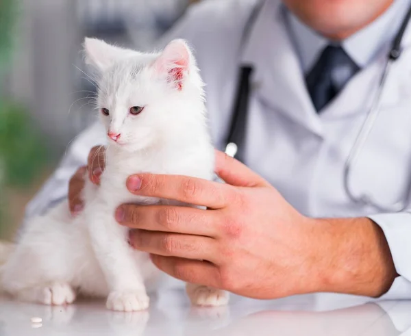 Gatito blanco visitando veterinario para chequear — Foto de Stock