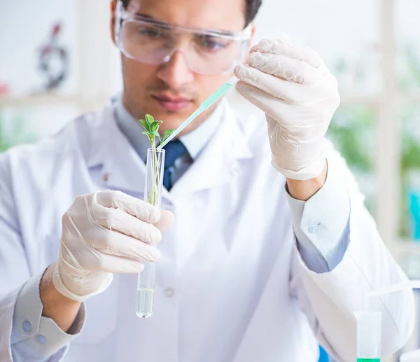 Bioquímico masculino trabajando en el laboratorio de plantas —  Fotos de Stock