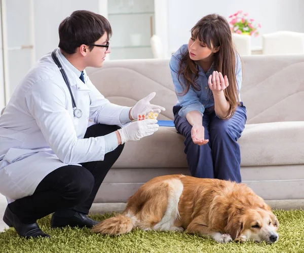 Veterinär läkare besöker golden retriever hund hemma — Stockfoto