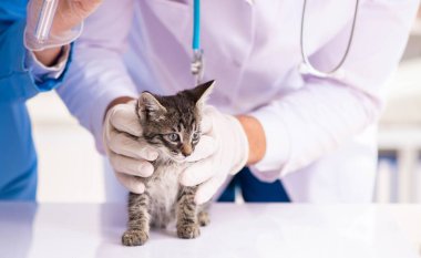 Veteriner kliniğindeki doktor ve asistan kedi yavrusunu kontrol ediyor.