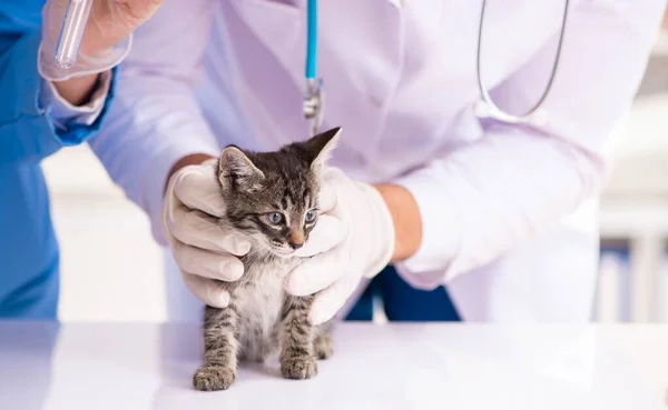 Doktor a asistent na veterinářské klinice kontrolují kotě — Stock fotografie