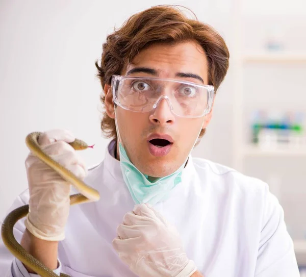 Male scientist extracting poison from snake for drug synthesis — Stock Photo, Image