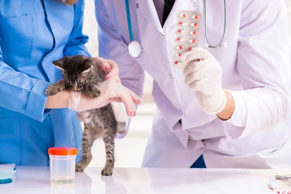 Doktor a asistent na veterinářské klinice kontrolují kotě — Stock fotografie