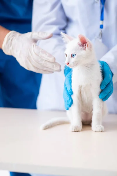 Dva mladí veterináři vyšetřují nemocnou kočku — Stock fotografie