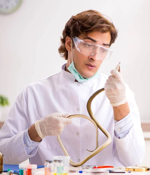 Cientista masculino extraindo veneno de cobra para síntese de drogas — Fotografia de Stock
